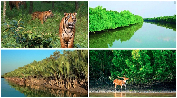THE SUNDARBAN 