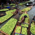 Floating Guava Market in Bangladesh