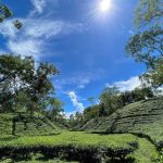 Sreemangal Tea Garden – (A Green Paradise in Bangladesh)