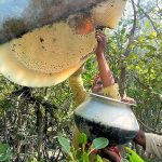 Khalisha Flowers Honey in Sundarbans – Nature’s Liquid Gold