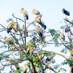 The Sundarbans Bird Sanctuary