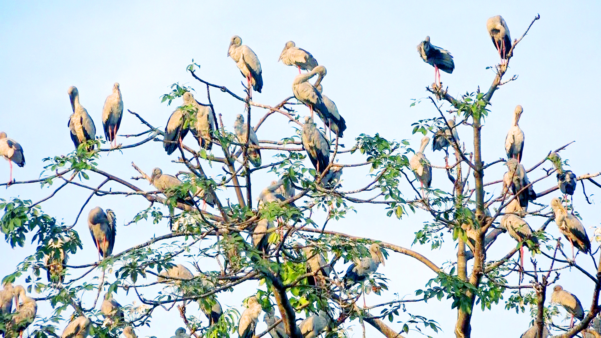 The Sundarbans Bird Sanctuary