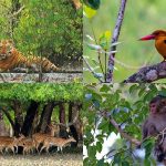 Sundarbans National Park, Bangladesh