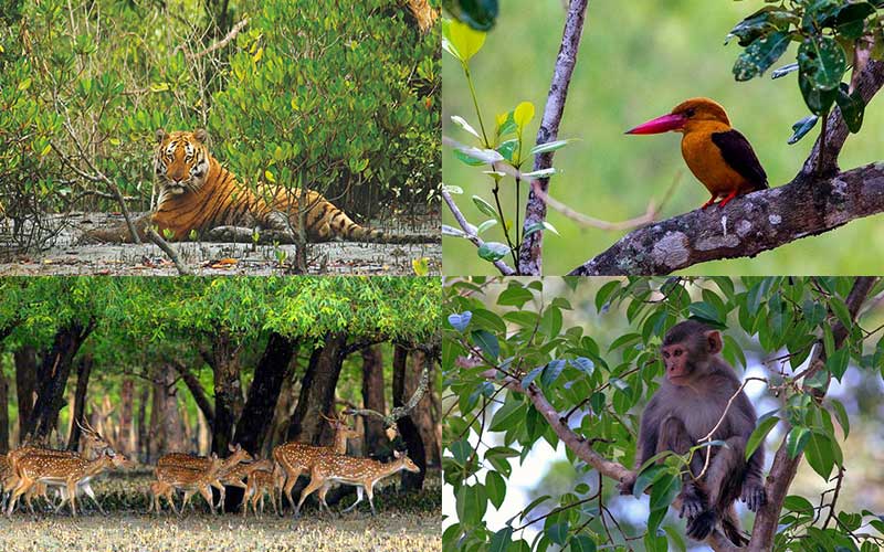 Sundarbans National Park, Bangladesh