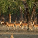 Hiron Point in Sundarban