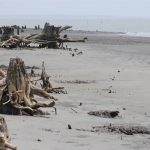 Kochikhali Sea Beach in Sundarban