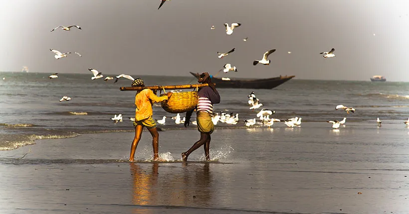 Dublar char in Sundarban