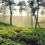 Sylhet Division – A Green Paradise of Peace