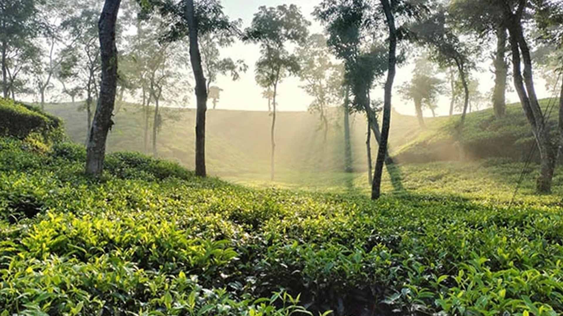 Sylhet Division – A Green Paradise of Peace