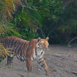 Royal Bengal Tiger